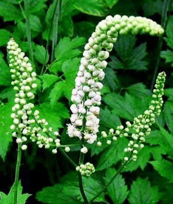 The Black Cohosh Herb